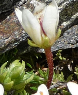 Saxifraga bryoides